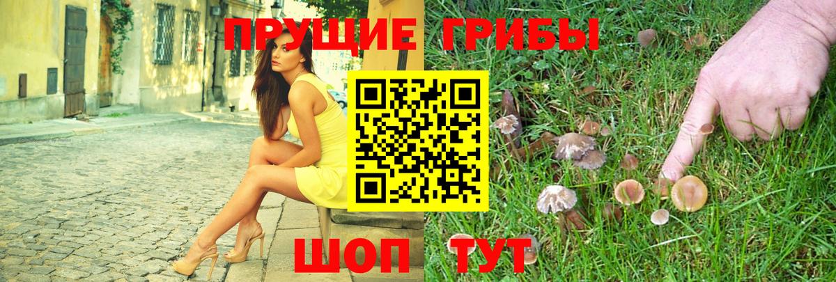 Тулун  Галлюциногенные грибы Cubensis  Вход с VPN 